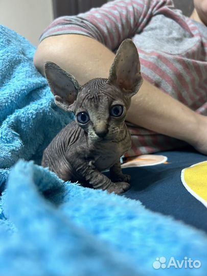 Кошка сфинкс