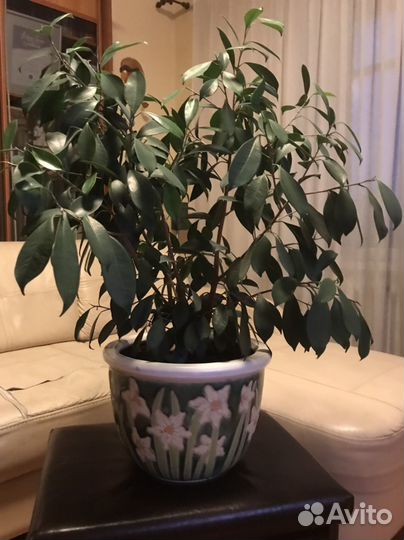 Фикус Ретуза Грин