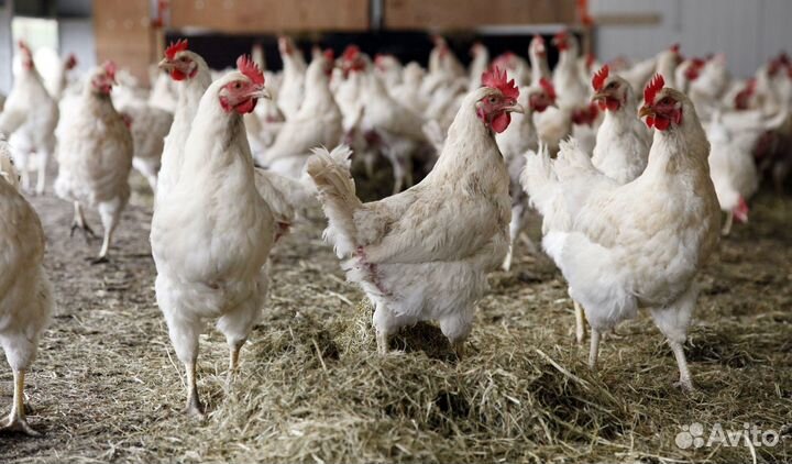 Курицы несушки доставка