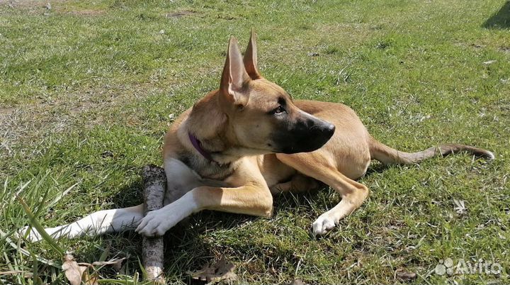 Красивый подросток мальчик ищет дом