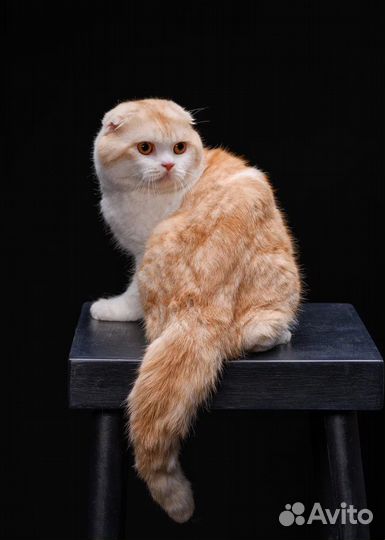 Шотландский вислоухий кот