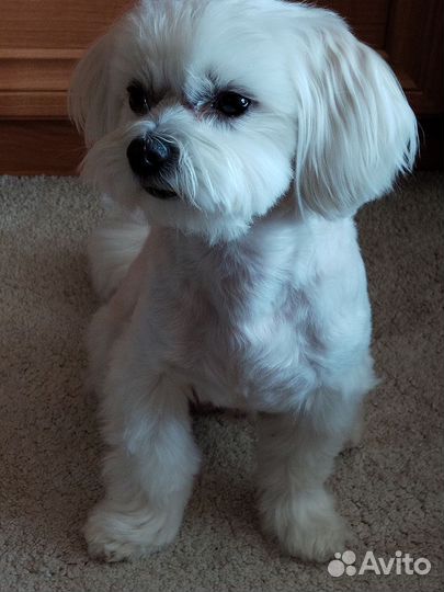 Мальтезе мини 3кг