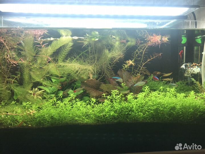 Аквариумные растения