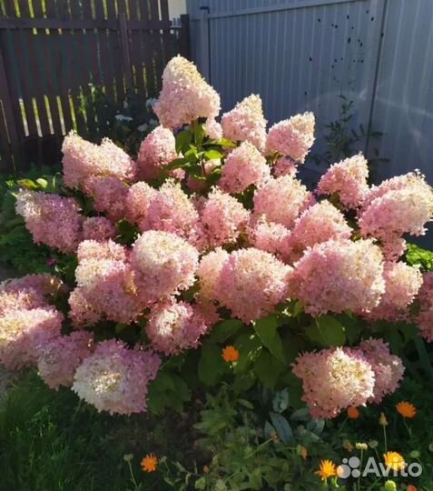 Гортензия метельчатая