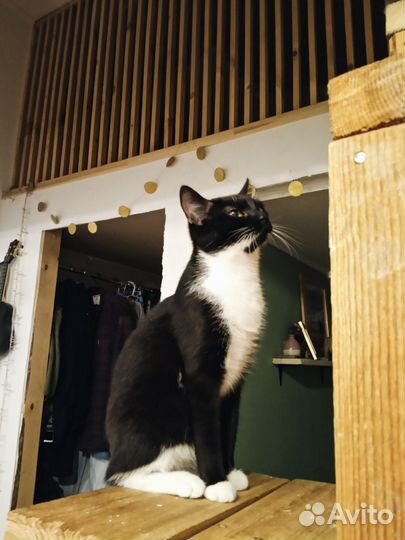 Отдам бесплатно