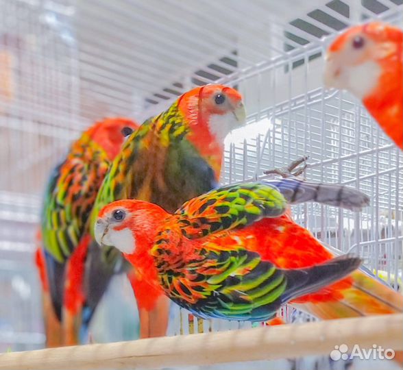 Волнистые попугайчики и розеллы, птенчики