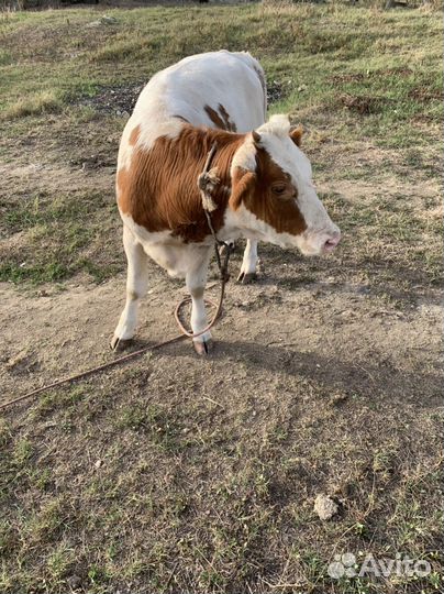 Айширская телка