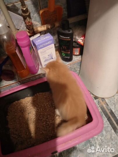 Кошка