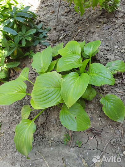 Цветы для полисадника