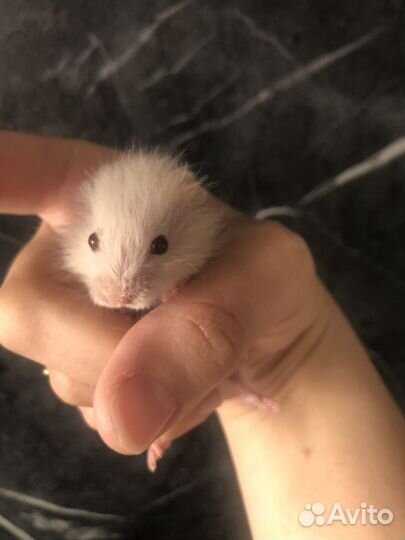 Сирийский хомяк