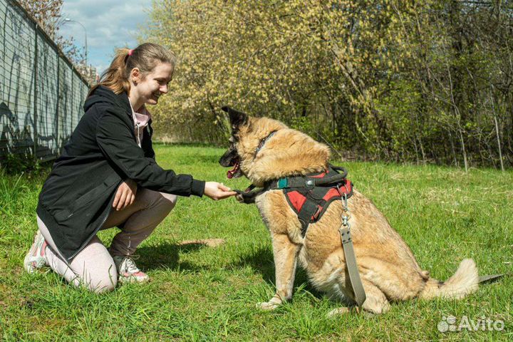 Собака в добрые руки