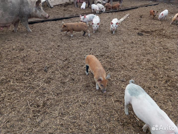 Поросята