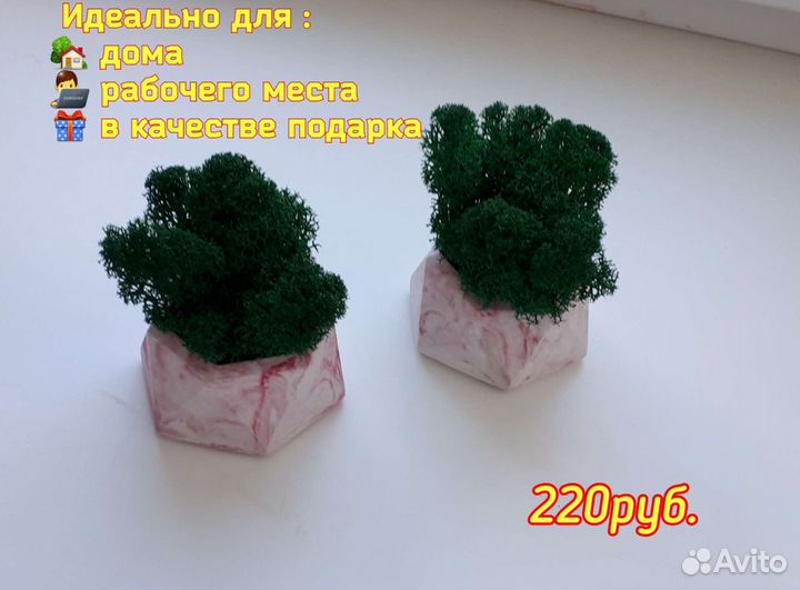 Композиция из стабилизированнго мха