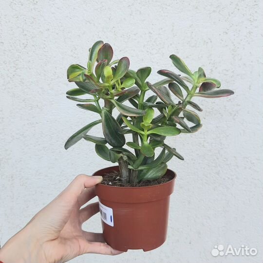 Толстянка Вариегата / Крассула / Денежное дерево