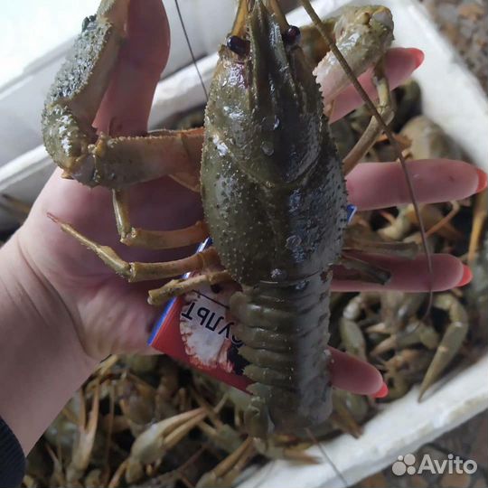 Живые раки