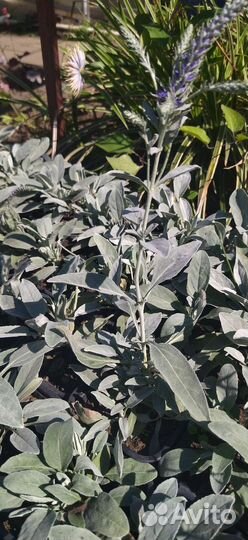 Вероника серебристая