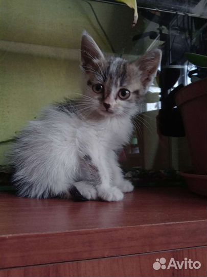 В добрые и заботливые руки