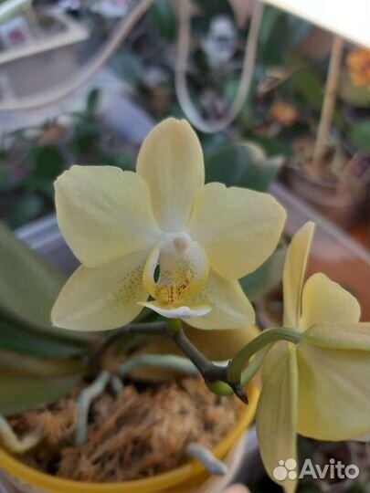 Орхидея фаленопсис