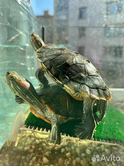 Красноухая черепаха с аквариумом