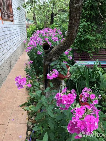 Флоксы, с доставкой