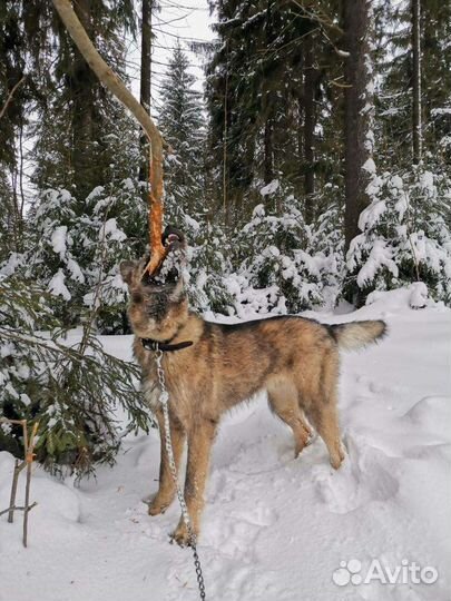 Хороший пёсик в добрые руки