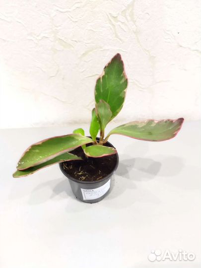 Пеперомия Елли