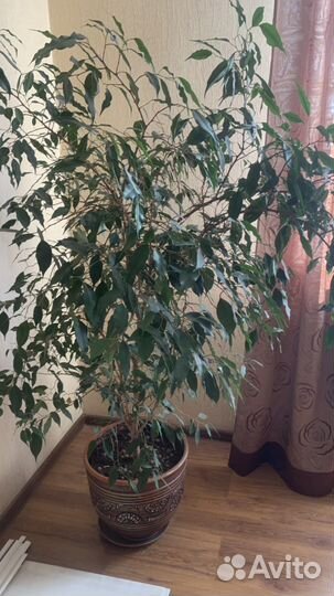 Фикус бенджамина большой