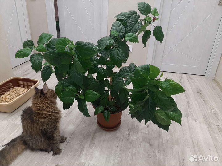 Роза цветок