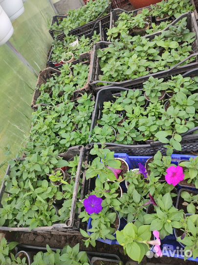 Рассада петуньи Тайдал ампельные