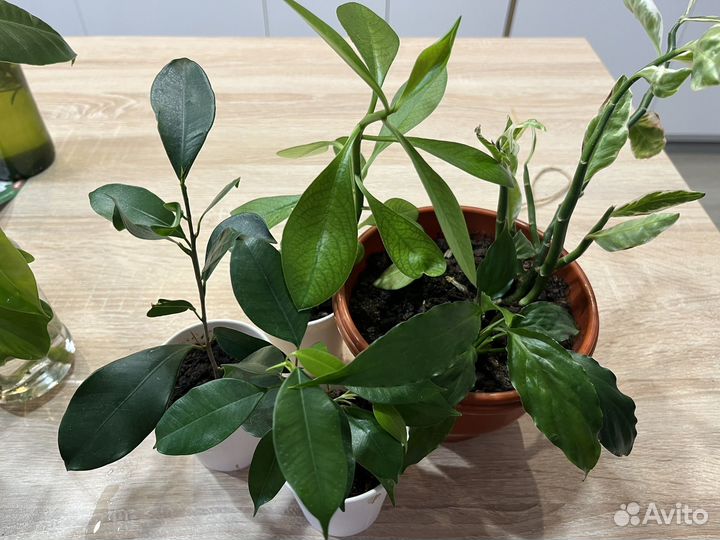 Комнатные цветы обмен