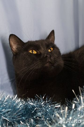 Котик - Коржик