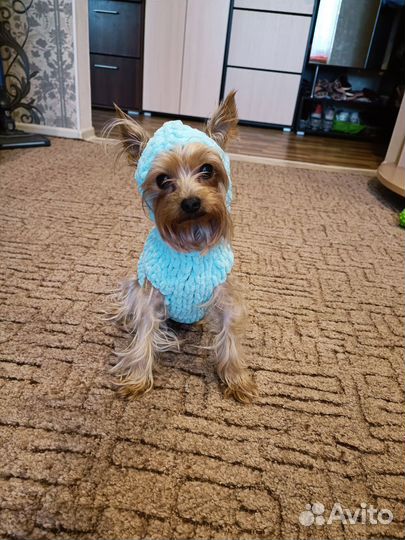 Свитер для собак