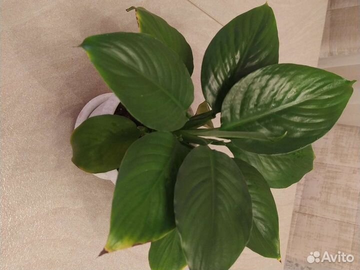 Спатифиллум сортовой