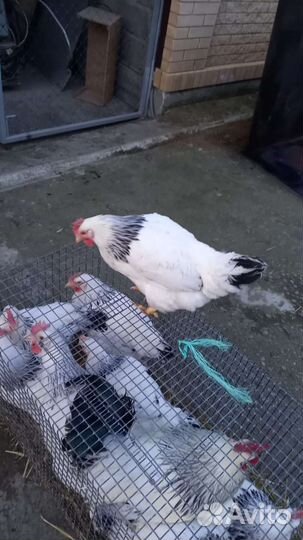 Курочка-молодка