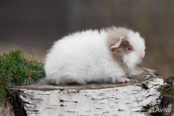 Швейцарский тедди