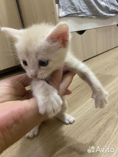 Котята мейкун-британец