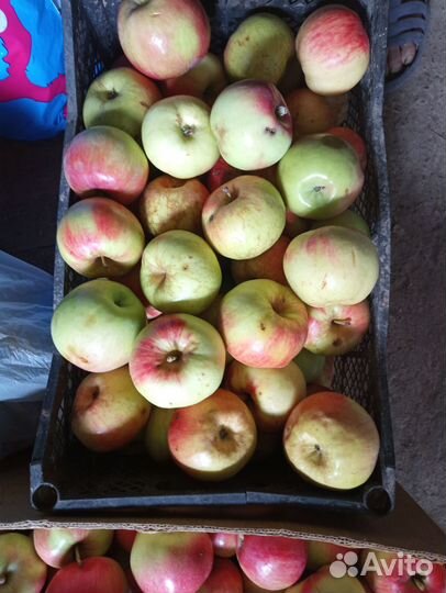 Яблоки