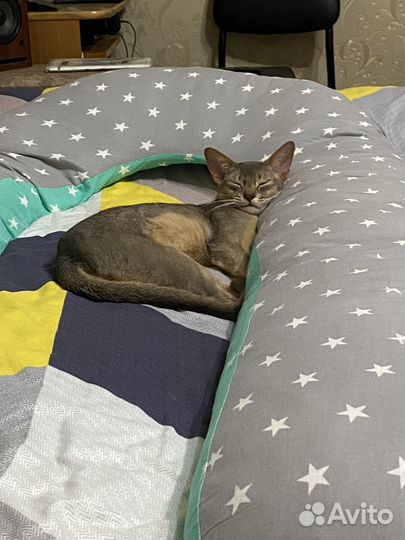 Абиссинский кот