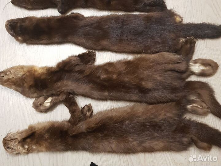 Шкуры соболя