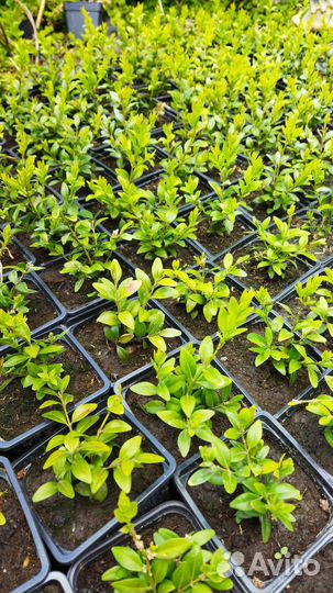 Саженцы самшита