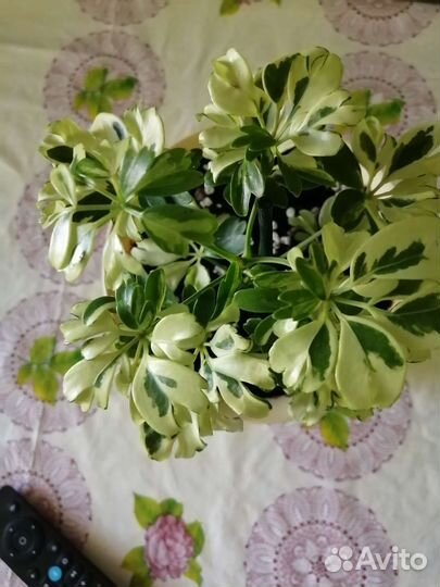 Шефлера джанни