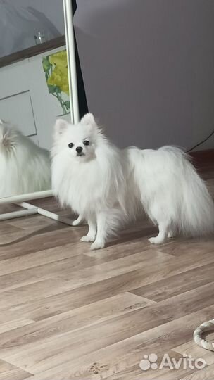 Щенки шпица