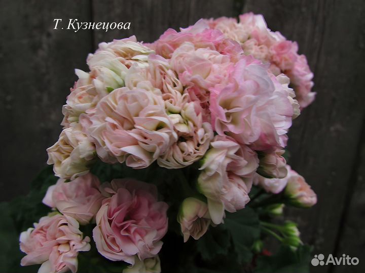 Пеларгонии