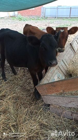 Две телочки