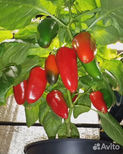 Рассада для подоконника и открытого грунта