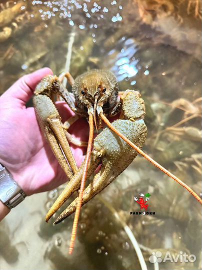 Раки отборные восхитительная варка