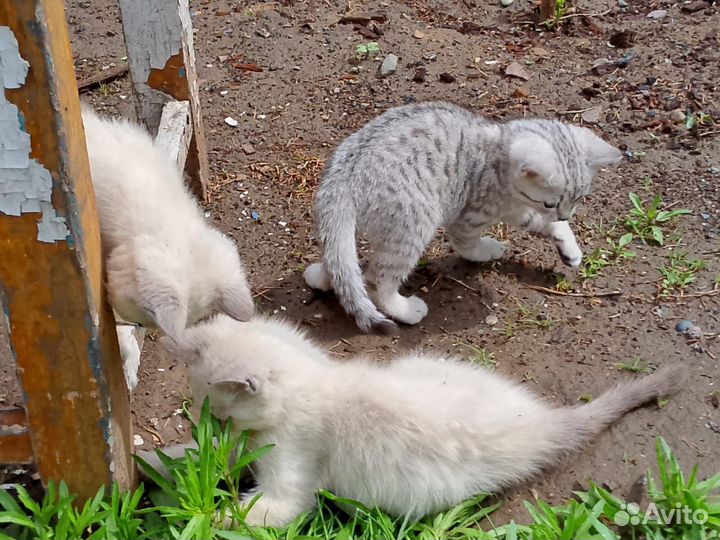 Котята в добрые руки