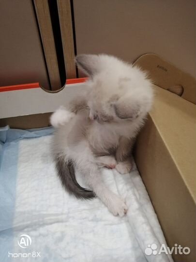 Кошка в дар бесплатно