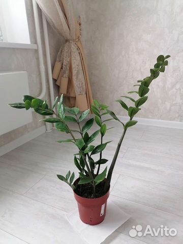 Замиокулькас