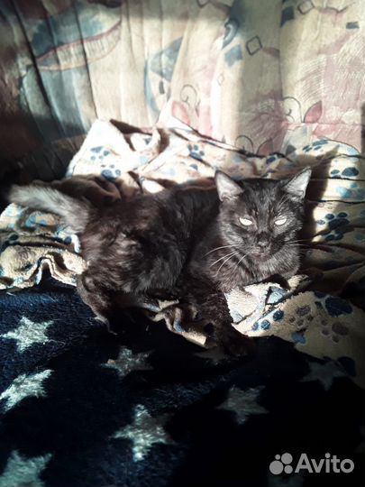 Кот бездомный